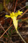 Yellow butterwort